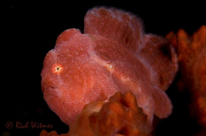 Stars in his eyes! Frog Fish on a night dive. D300/105mm. by Richard Witmer 